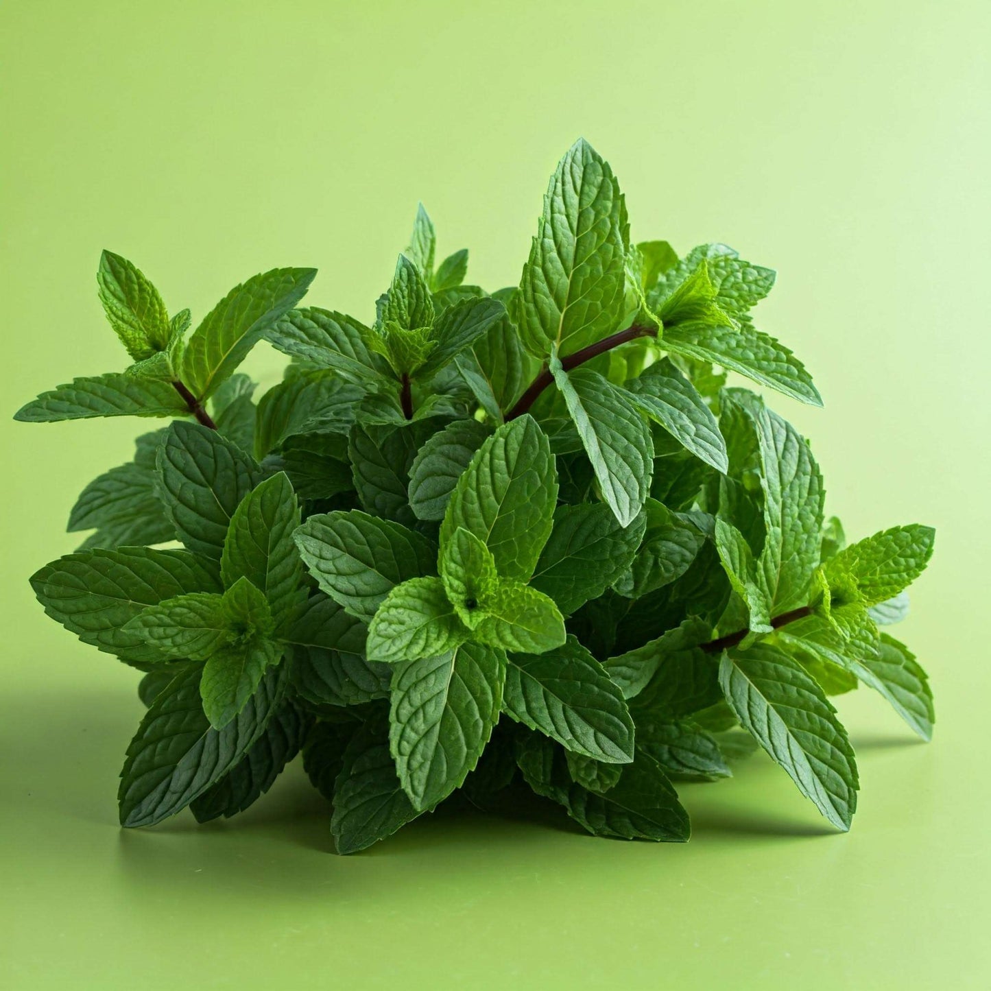 Peppermint Leaf (Mentha piperita) Extract and Oil