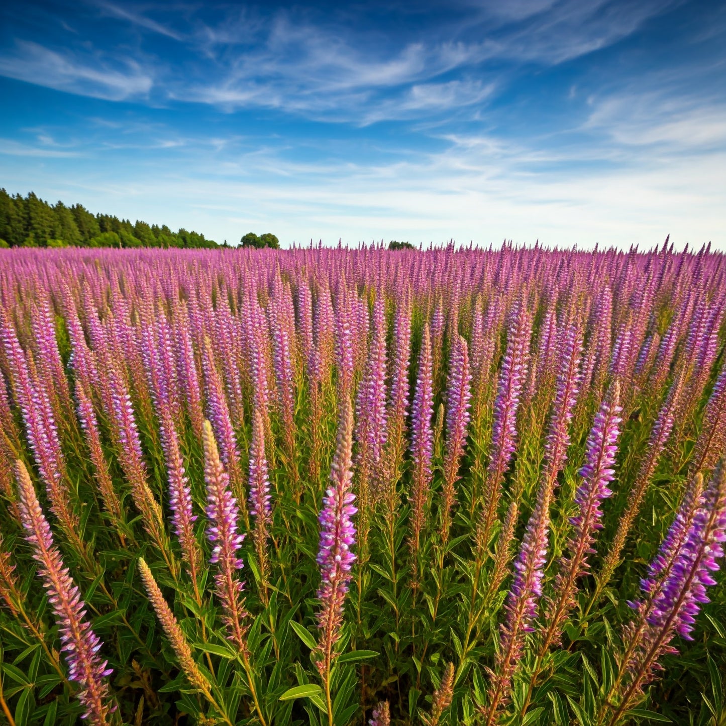 Purple Loosestrife (Lythrum salicaria)