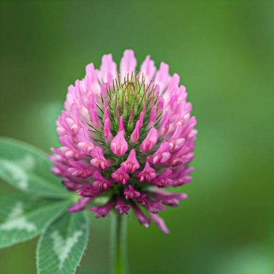 Red Clover (Trifolium)