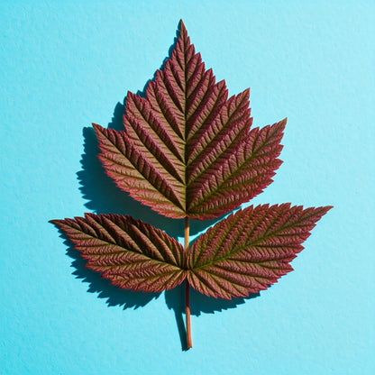 A vibrant red raspberry leaf, freshly plucked, photographed on a solid light blue background in natural daylight. The image is high quality and focused on the central leaf.