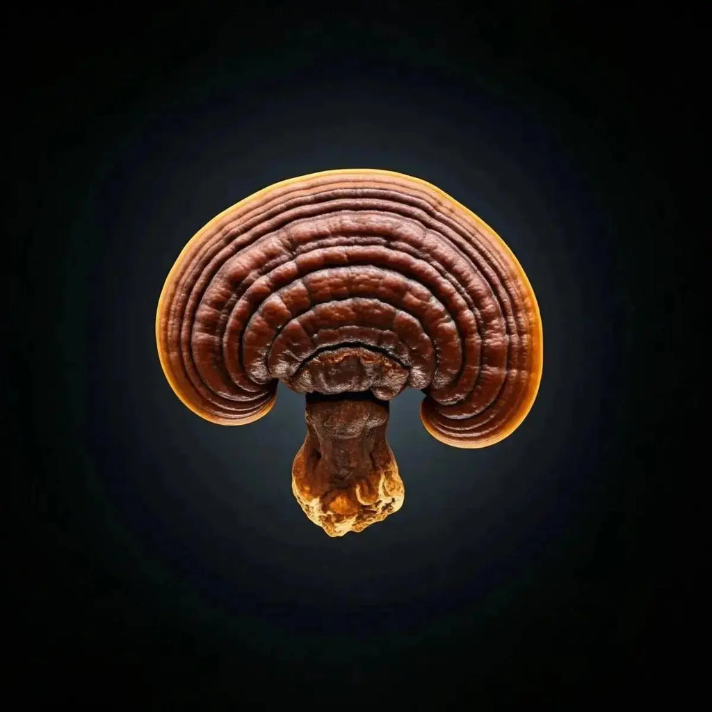 Reishi Mushroom (Ganoderma lucidum) - Futures ETC Tincture