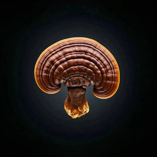 Reishi Mushroom (Ganoderma lucidum) - Futures ETC Tincture
