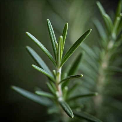 Rosemary (Rosmarinus officinalis)