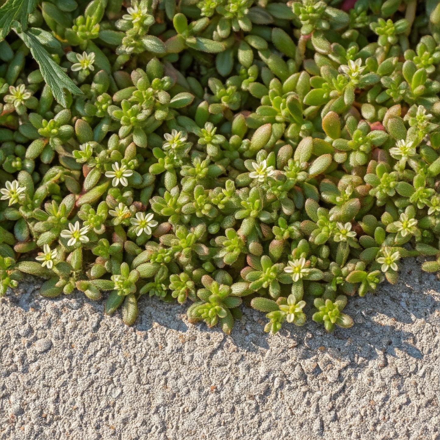 Rupturewort (Herniaria glabra)