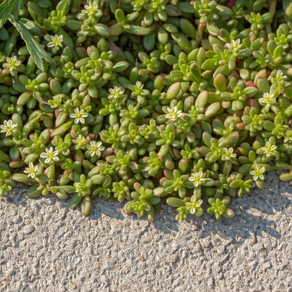 Rupturewort (Herniaria glabra)