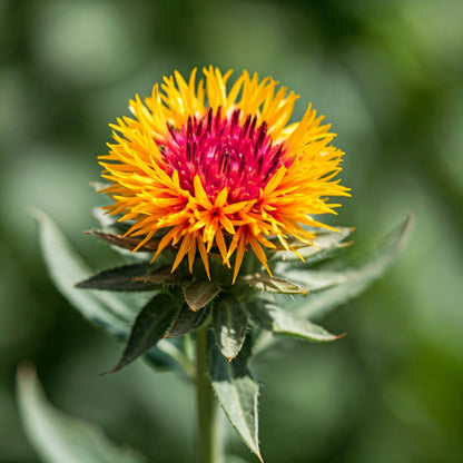 Safflowers (Carthamus tinctorius) for Heart & Skin Health