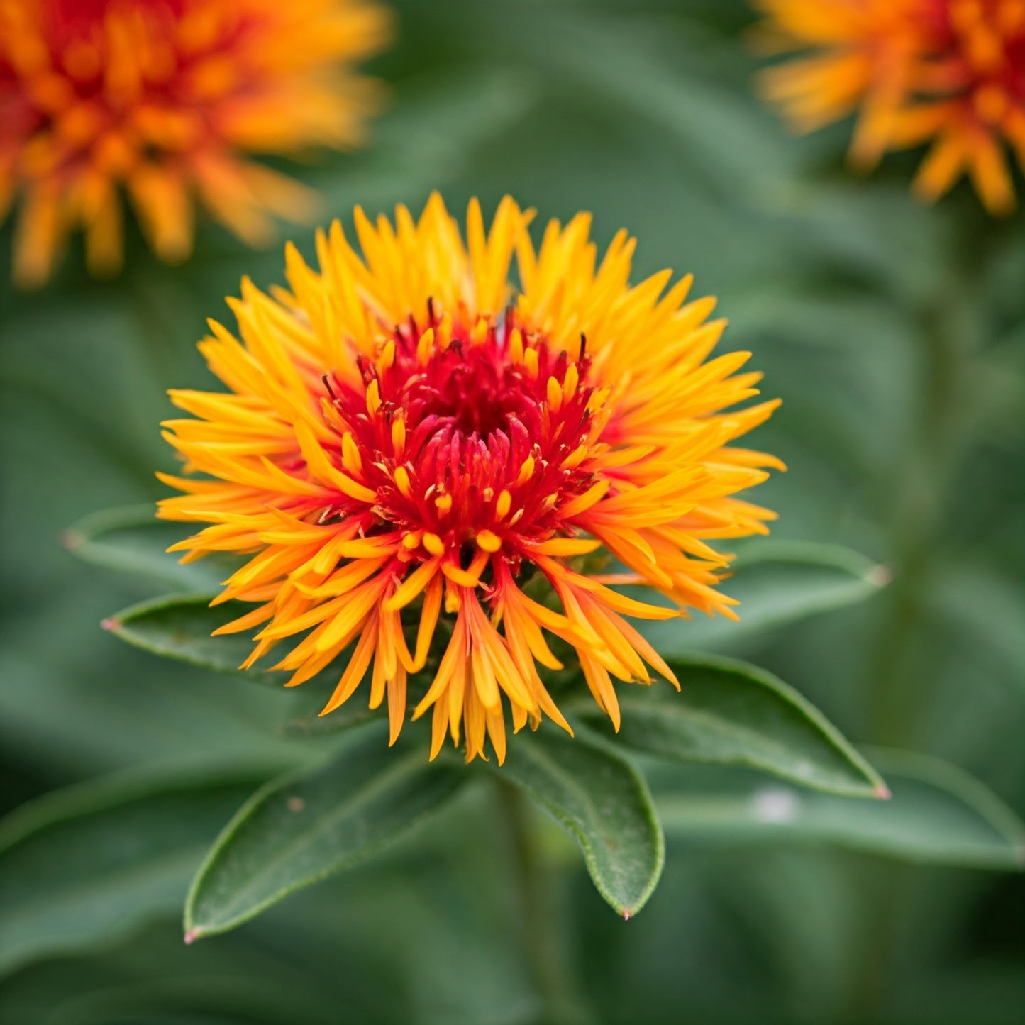 A close-up shot of safflower flowers with a blurred background, professional photography, vibrant red and yellow color palette.