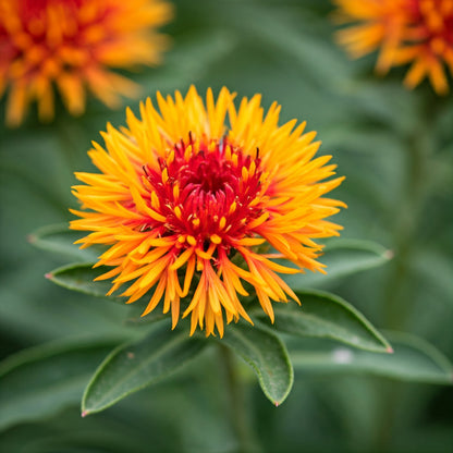 A close-up shot of safflower flowers with a blurred background, professional photography, vibrant red and yellow color palette.