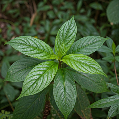 Sarsaparilla (Smilax)