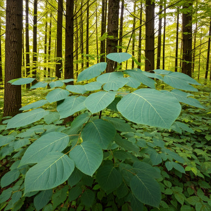 Sassafras (Sassafras albidum)