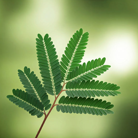 Senna (Senna alexandrina)