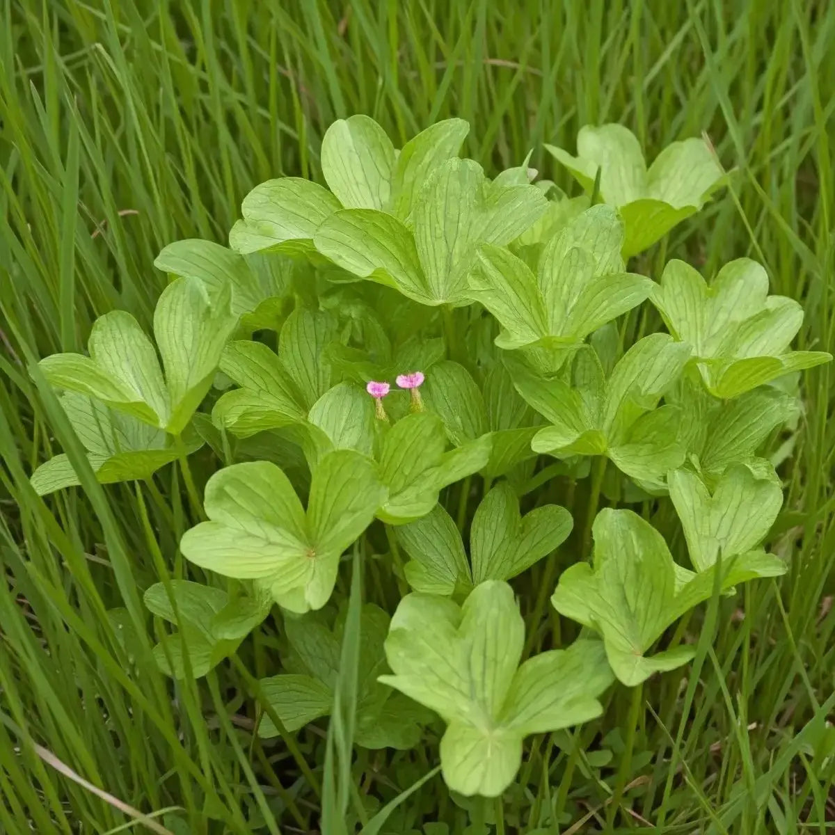 Sheep Sorrel (Rumex acestosella) - Futures ETC Tincture
