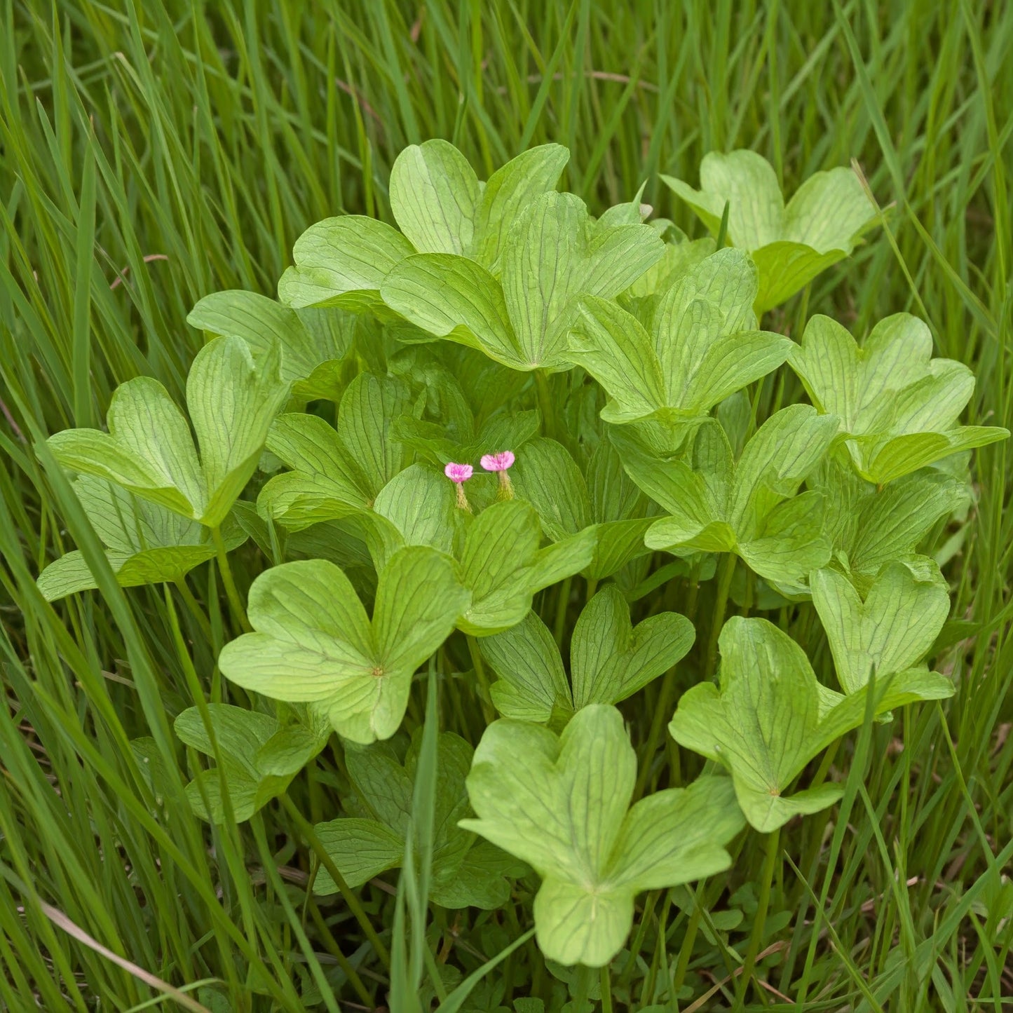 Sheep Sorrel (Rumex acestosella)