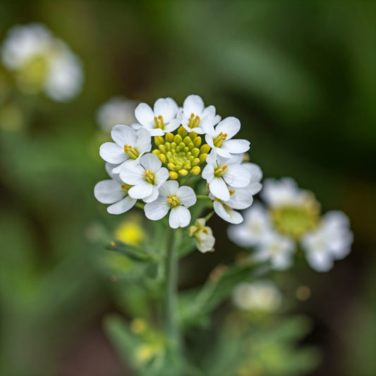 Shepherd's Purse (Capsella bursa pastoris)