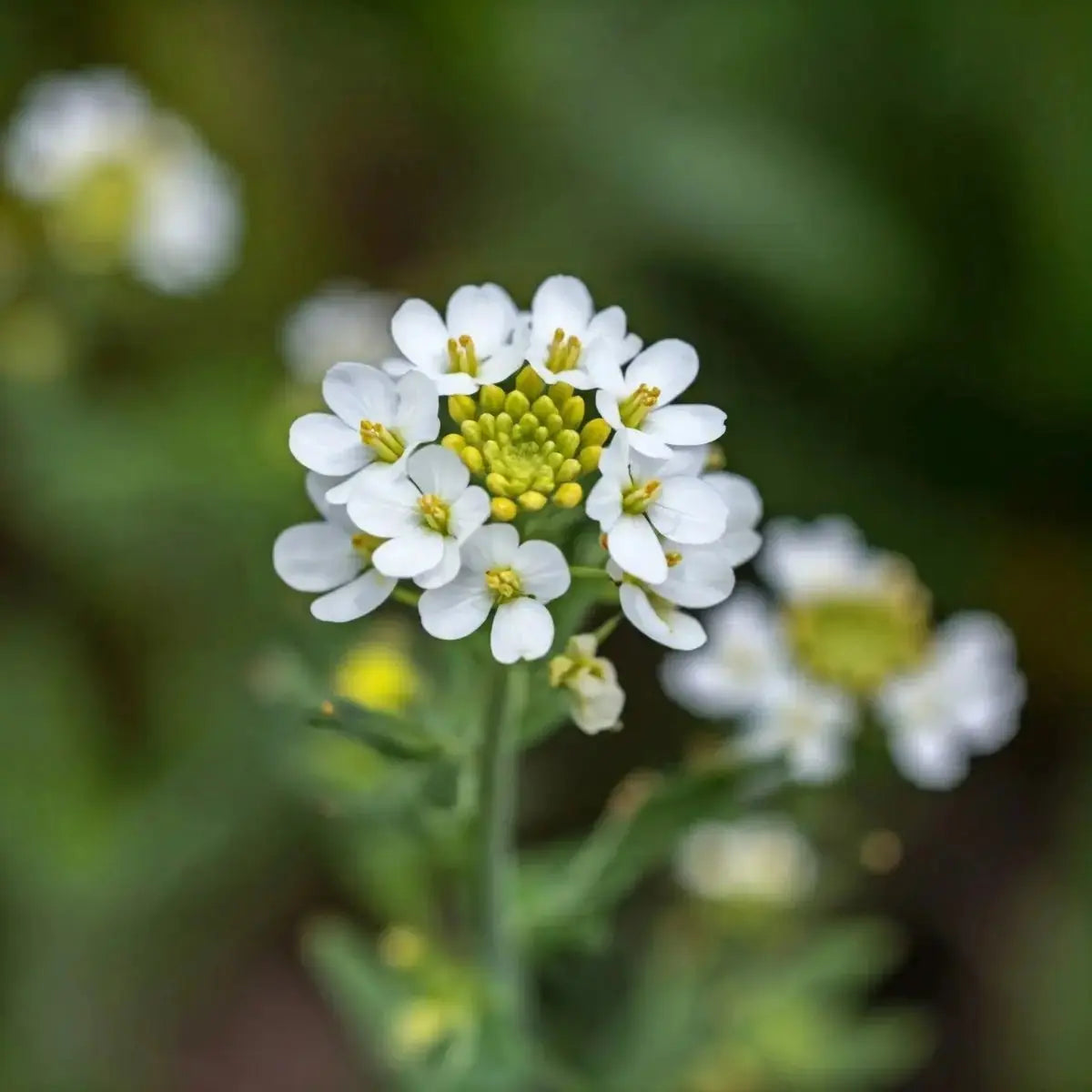 Shepherd's Purse (Capsella bursa pastoris) - Futures ETC Tincture