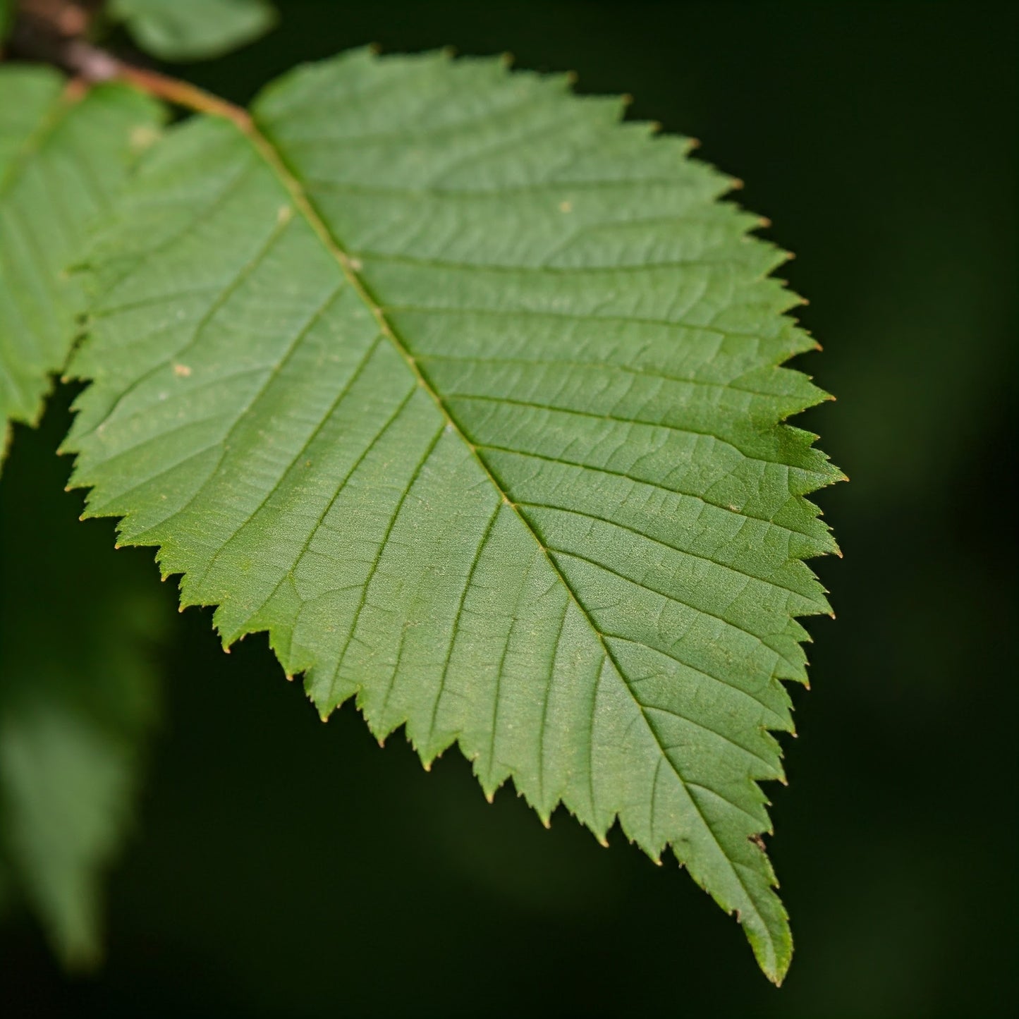 A close-up photo of several Slippery Elm leaves. The leaves are a dark green color with a distinctive rough texture on the upper surface and a smooth, lighter green underside. The leaves are arranged in a cluster, showcasing their elongated, oval shape with pointed tips.