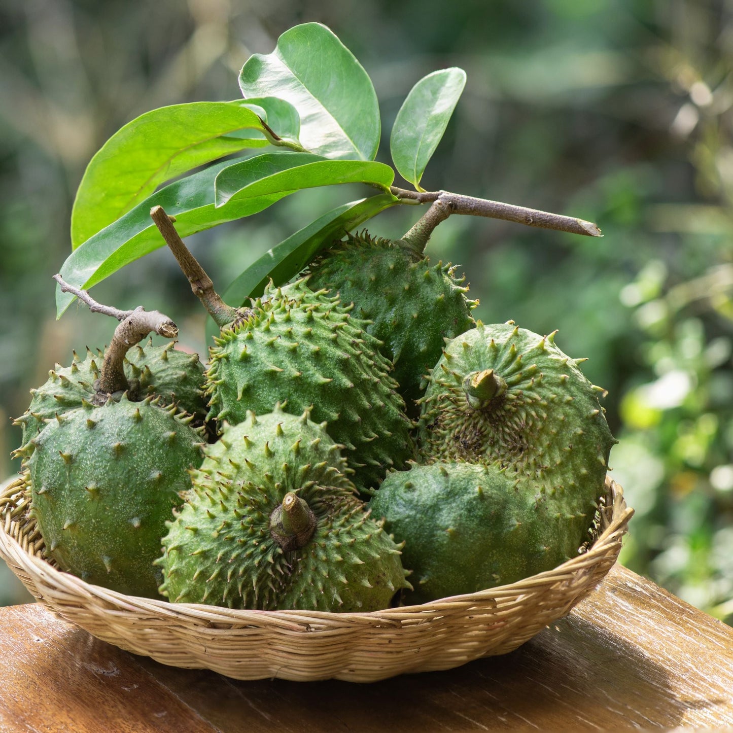 Soursop Leaf (Annona muricata)