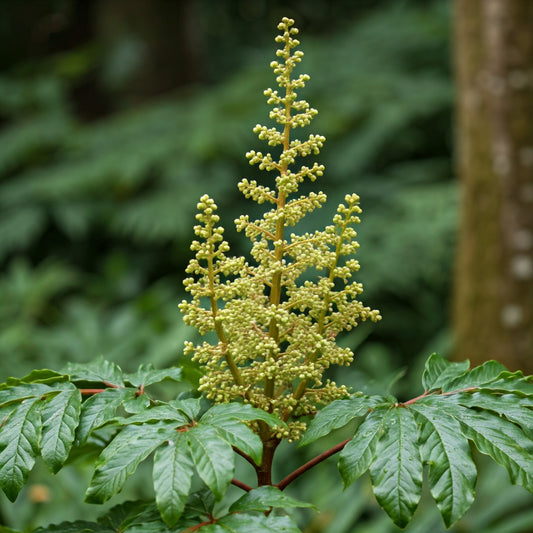 Spikenard (Aralia racemosa)