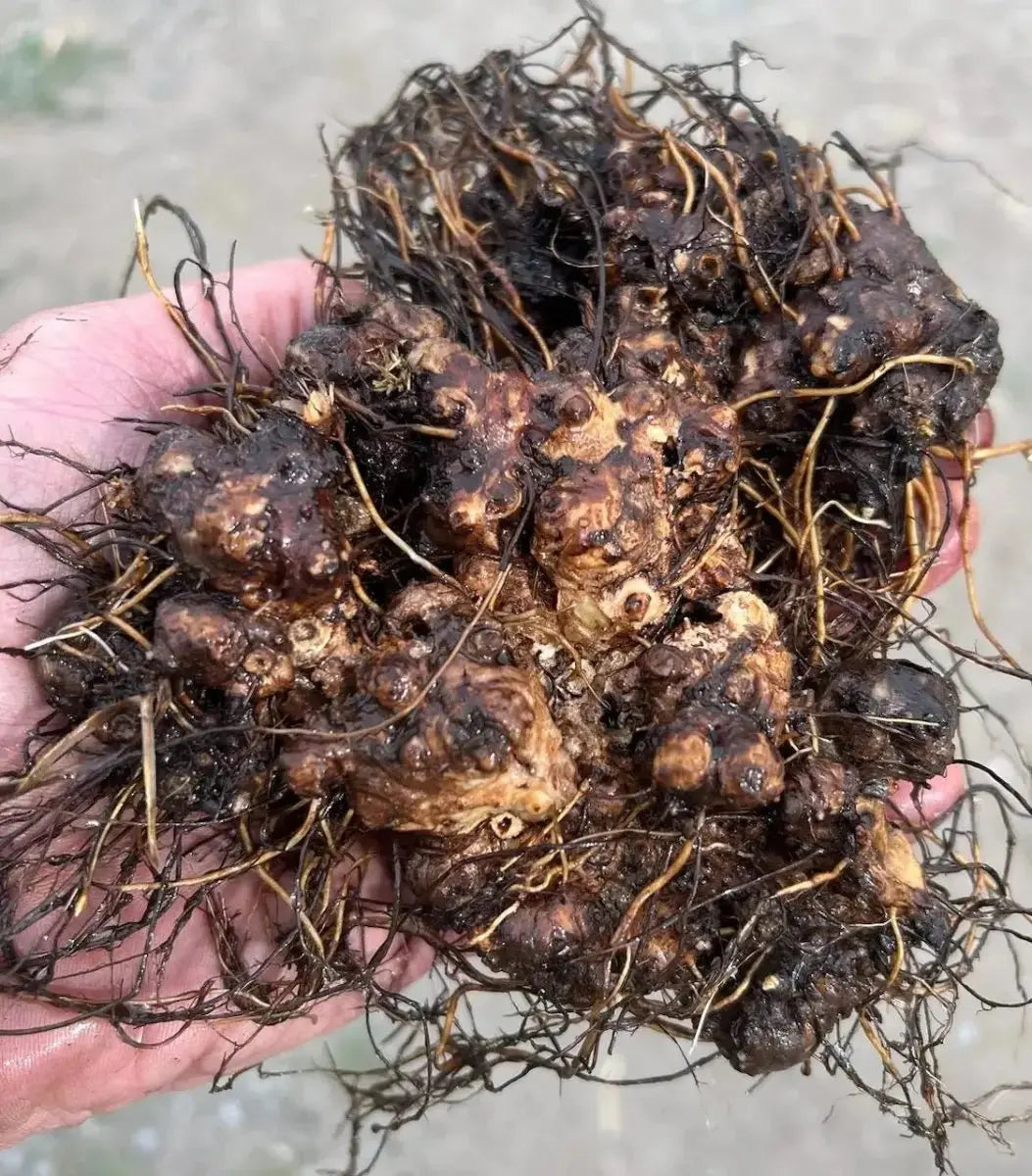 Stone Root (Collinsonia canadensis) - Futures ETC Tincture