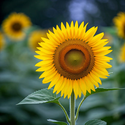 Sunflower Seed (Helianthus annuus)