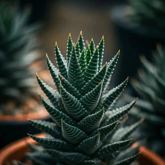 Sutherlandia (Sutherlandia frutescens) - Futures ETC Tincture