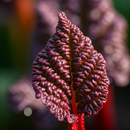 A close-up photo of a deep red rhubarb leaf. The leaf has a wrinkled texture and a prominent central vein. The background is slightly blurred, with hints of other leaves and green foliage.