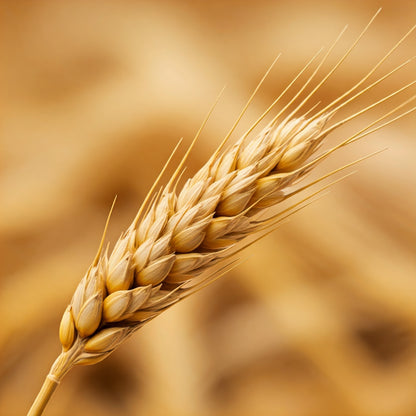 Wheat Germ (Triticum aestivum)