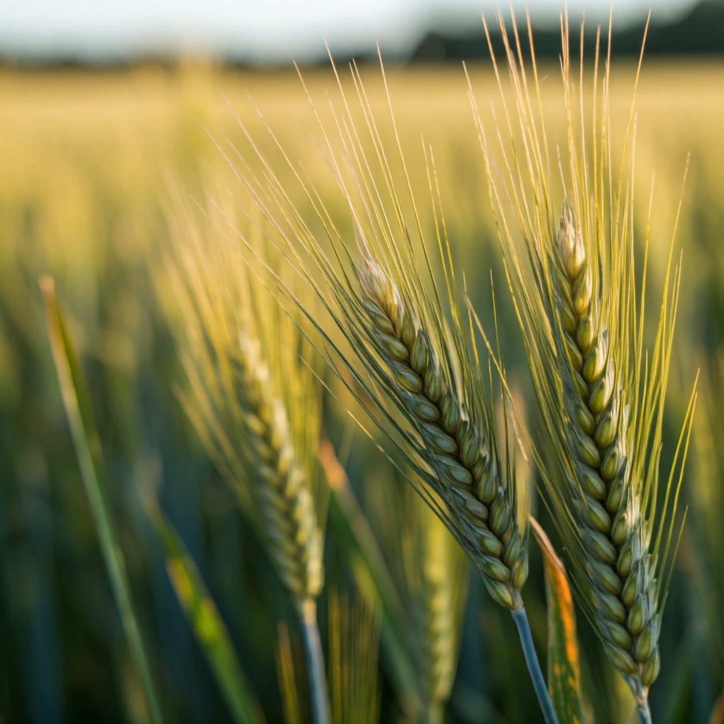 Superb Wheat Grass Extract (Triticum aestivum)