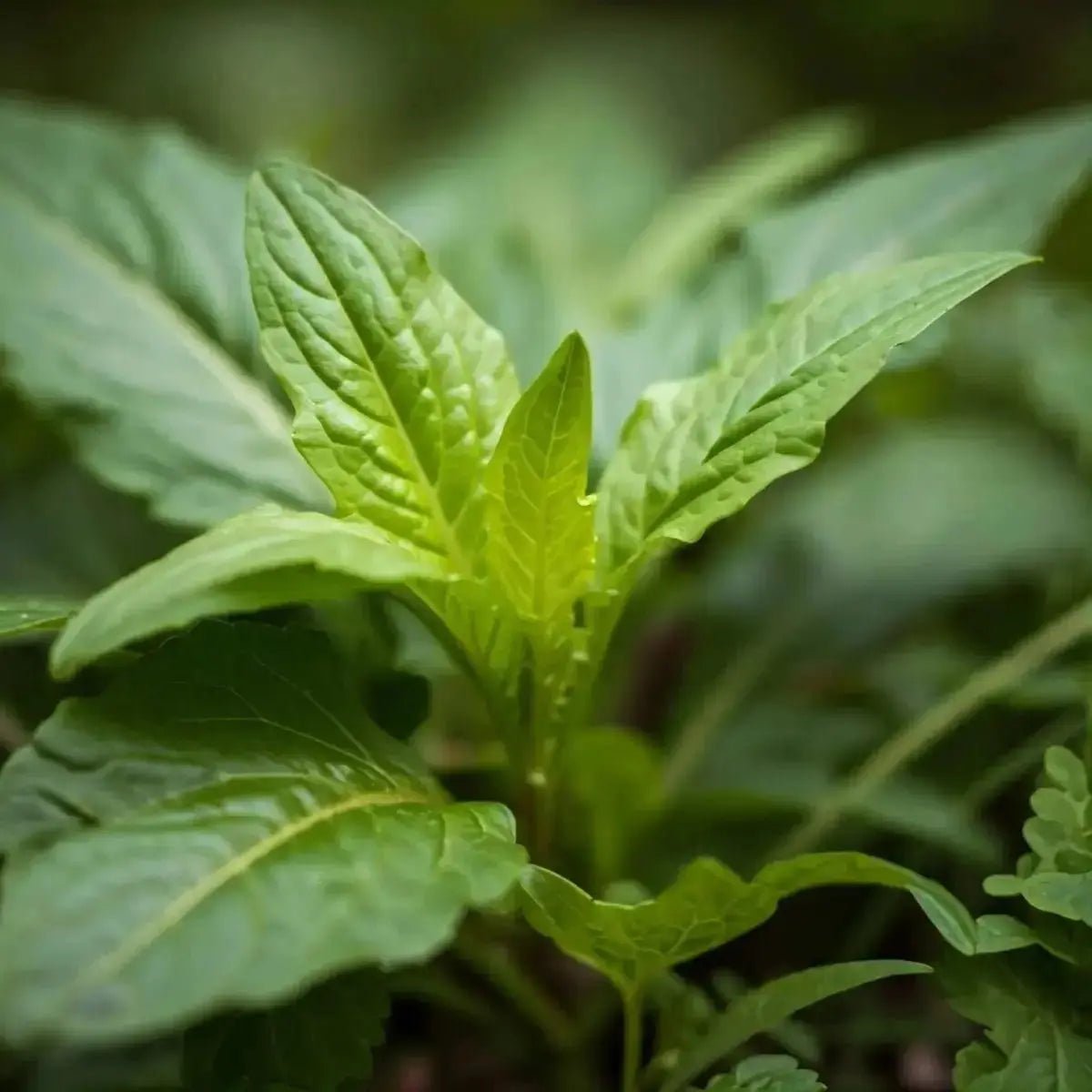 Wild Lettuce & Wood Betony - Futures ETC Tincture
