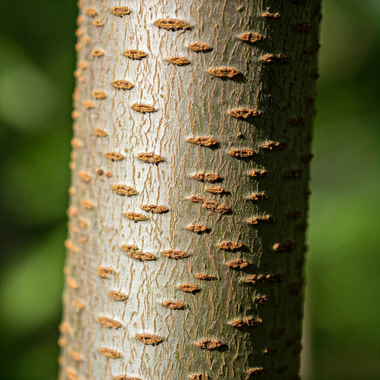 Wild Cherry Bark (Prunus serotina)