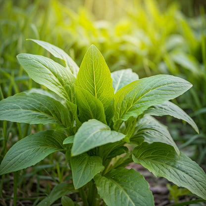 Wild Lettuce (Lactuca)