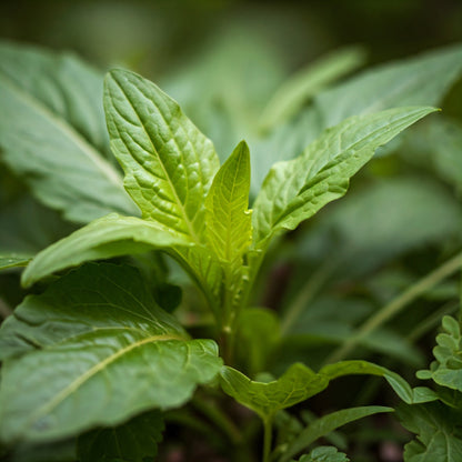 Wild Lettuce & Wood Betony