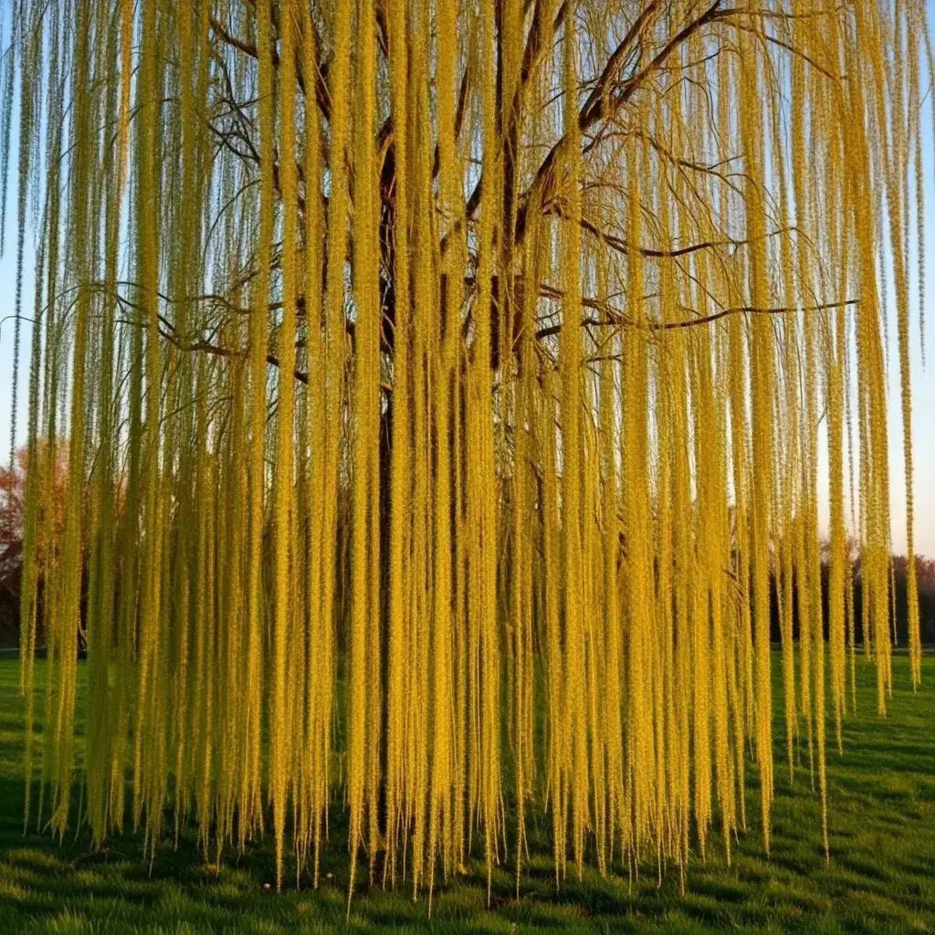Willow (Salix) Plants - Futures ETC Tincture