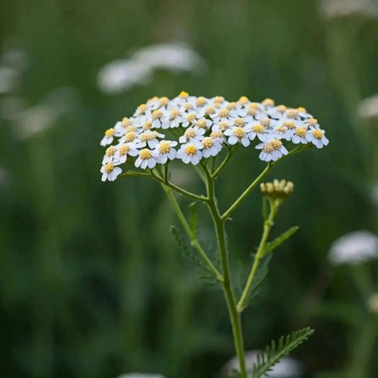 Yarrow (Achillea millefolium) - Futures ETC Tincture