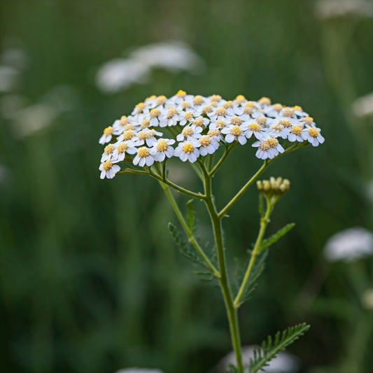 Yarrow (Achillea millefolium)