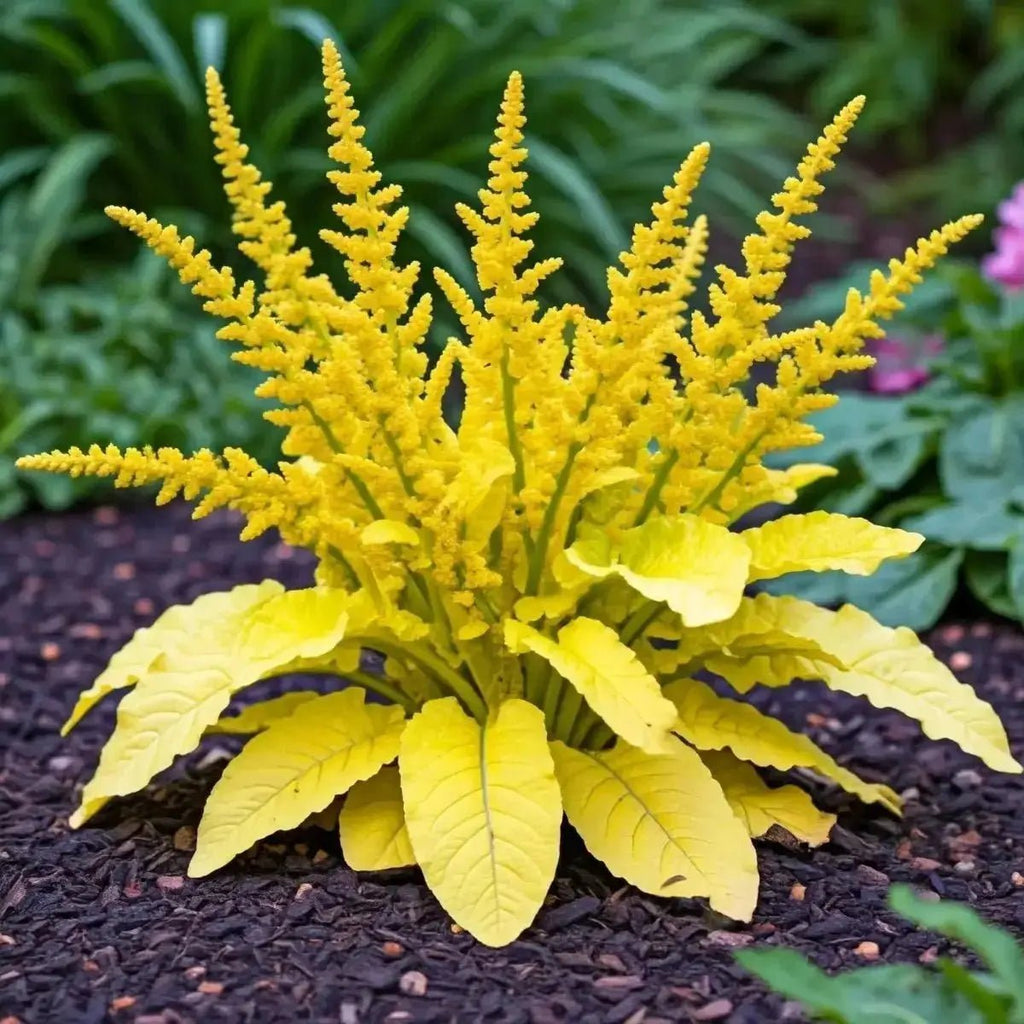 Yellow Dock (Rumex crispus) - Futures ETC Tincture