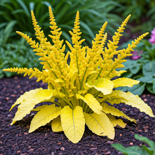 Yellow Dock (Rumex crispus)