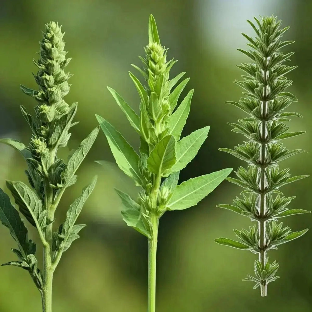 Yerba Santa Combination (Indian Tobacco, Mullein Leaf, Yerba Santa) - Futures ETC Tincture