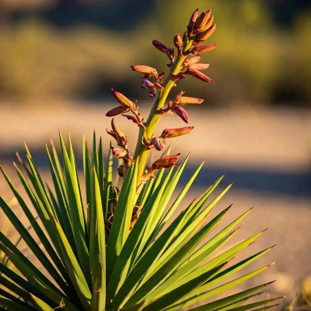 Yucca - Futures ETC Tincture