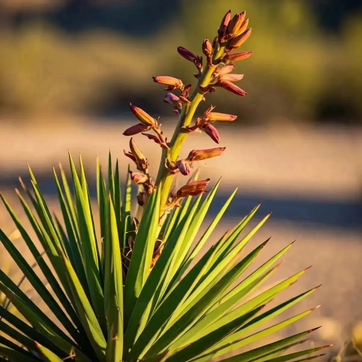 Yucca - Futures ETC Tincture