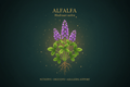 Alfalfa (Medicago sativa) – Nutritive, Digestive & Alkalizing Support, Tincture, Futures ETC