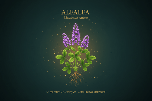 Alfalfa (Medicago sativa) – Nutritive, Digestive & Alkalizing Support, Tincture, Futures ETC