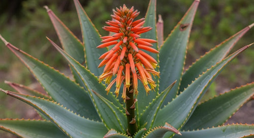 Aloe vera plant with orange flowers in a natural setting