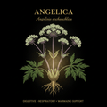 Angelica (Angelica archangelica) – Digestive, Respiratory & Stress Relief, Tincture, Futures ETC
