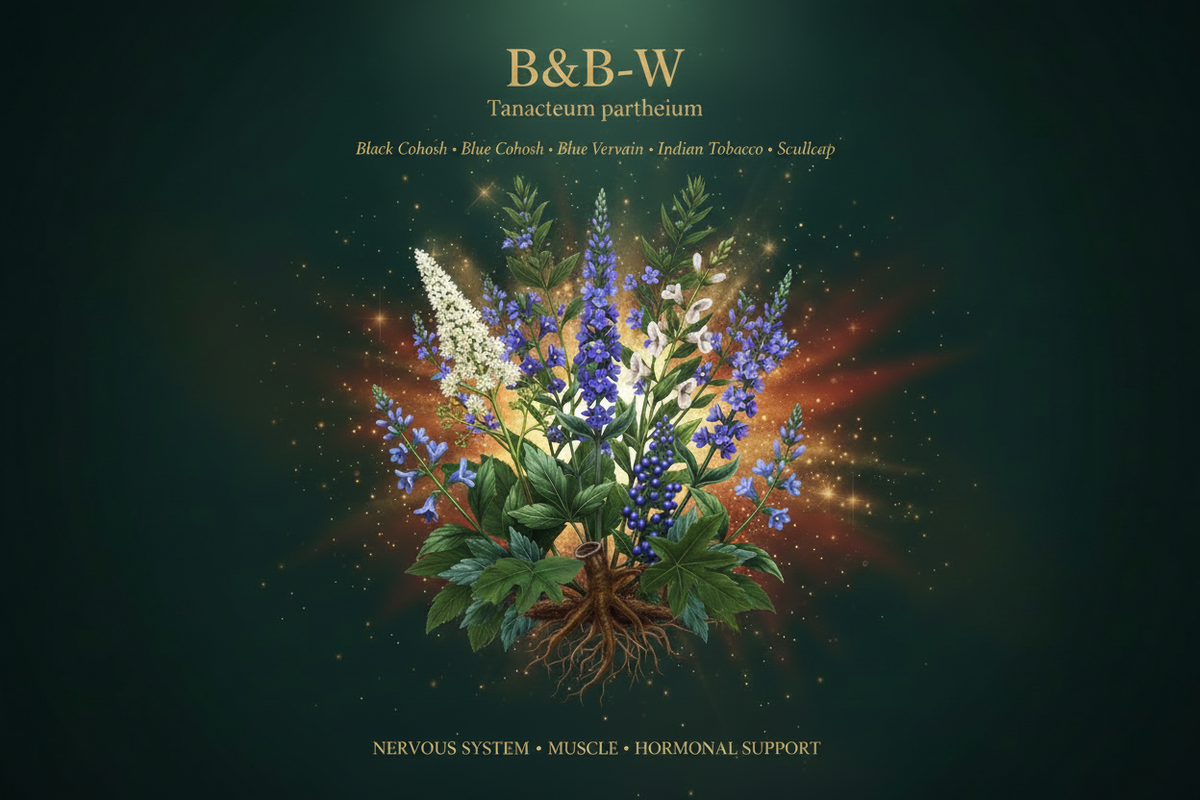 A botanical product graphic for B&B-W Tanacetum parthenium, showing a central cluster of blue, purple, white, and green flowers with roots against a dark teal background with golden light rays and text listing the ingredients and benefits.