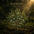 Bayberry editorial image inspired by the realistic woodland references