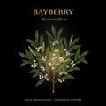 Bayberry (Myrica cerifera) – Sinus, Respiratory & Astringent Support, Tincture, Futures ETC