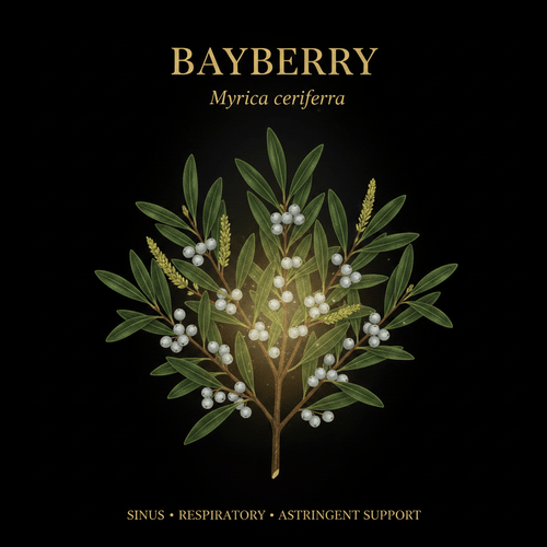 Bayberry (Myrica cerifera) – Sinus, Respiratory & Astringent Support, Tincture, Futures ETC