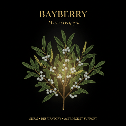 Bayberry (Myrica cerifera) – Sinus, Respiratory & Astringent Support, Tincture, Futures ETC