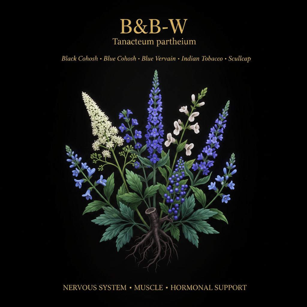 B&B - W – Nervous System & Muscle Support | Black Cohosh, Blue Cohosh, Blue Vervain, Indian Tobacco & Scullcap, Tincture, Futures ETC